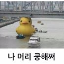 머다 Daum카페