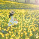 선도수선화 이미지