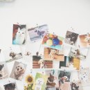 레오까까 이미지