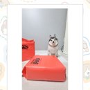 장보는강아지와고양이신미진 | 냄새없는 배변패드 매일 사용하는 스탠다드190 강아지패드