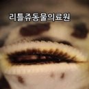 리틀쥬동물의료원 이미지