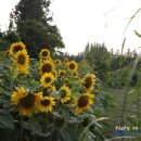 경숙농장 이미지