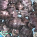 26년 9월 29일 화요일 돌돔 입하(대량방류합니다) 이미지