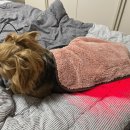 연진축산 | 강아지 적외선 조사기 닥터펫 펫큐어레이