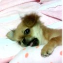 똥강새이 이미지