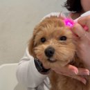 바나개 | [테디] 견생 첫 유치원 겸 호텔 내돈내산 후기, 쭈구리모드가 된 테디(바나개 애견유치원 호텔, 비용)