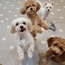 개님살롱 이미지