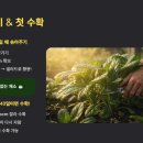 황금퇴비비료 | 공심채 파종시기