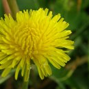 숲속정원펜션 이미지