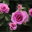 장미농원 이미지