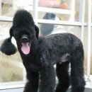 개미애견미용실 이미지