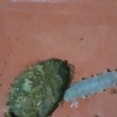 변산반도채석강공예