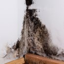 What Does Black Mold Smell Like? 이미지