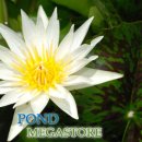 이노센스 열대수련(Innocence Water Lily) 이미지