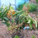 태인농장 이미지