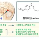 암치료에 있어서 멜라토닌의 유효성 이미지