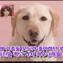하이디 이미지