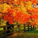 Beautiful Relaxing Music, Peaceful Soothing music "September Autumn Leaves" 이미지