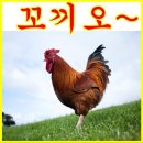 꼬끼오 이미지