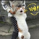 새로나침구 - 광진구 아차산로29길 56 | 새로나침구