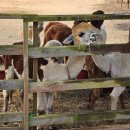 놀면뭐하니 | 제주도 알파카목장 추천 놀면뭐하니 도치돌목장 실제 후기