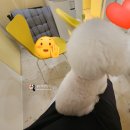 강아지유치원왕왕 이미지