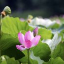 부교농장 이미지