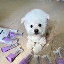 씨유덴탈 | [닥터 맘마] 덴스틱 씨유, 강아지 덴탈껌, 강아지 눈 건강, 강아지 이빨관리