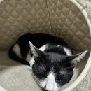 핑크 펫 하우스 | 고양이 하우스 추천 :: 초코펫 숨숨집, 온돌 하우스