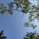 머귀나무… 싱그러운 6월 이미지