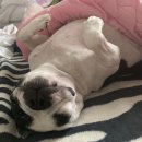 댕댕반점 이미지