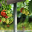 킴스베리 이미지