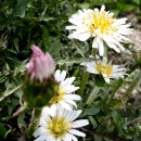 하얀민들레 이미지