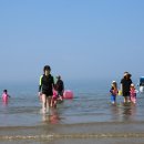 학암포 해당화 이미지