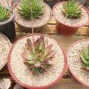 우암농장 이미지