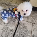 보드랍개 이미지