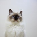 마마캐터리 이미지