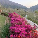 예삐농원 이미지