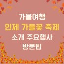 상사화피는마을 | 가을여행 인제 가을꽃 축제 소개와 주요행사 방문팁