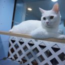 달과고양이 이미지