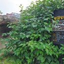 키워주시개 이미지