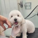 웰니스 펫뷰티 이미지