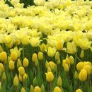 튜울립 이미지