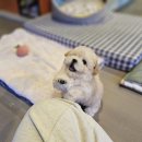 바나개 강아지 고양이 마포점 이미지