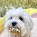 댕댕학당 이미지