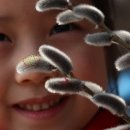 버들강아지 이미지