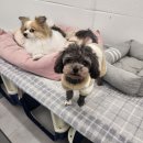 에덴유치원 | 처음 맡겨도 안심됐던 24시 애견 호텔 에덴애견유치원호텔 후기