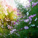 무정초등학교 앞 이미지