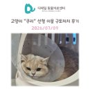광명 동물병원) 고양이 "쿠리" 선형이물 응급 구토처치 후기