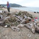 아재참치 이미지